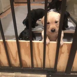 Labrador Retriever Puppies from Whispering Creek British labs LLC