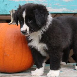 Miniature Australian Shepherds and Toy Australian Shepherds from Sunset View Farms