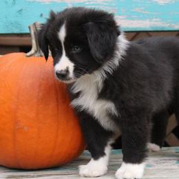 Miniature Australian Shepherds and Toy Australian Shepherds from Sunset View Farms