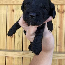 Sid - Black male Cockapoo puppy in Connersville, Indiana from MoonShine Babies