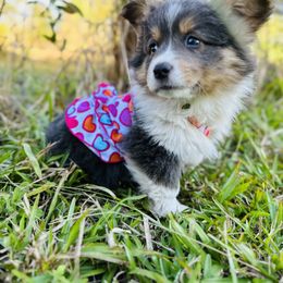 Pembroke Welsh Corgi Puppies from Storybook Corgis