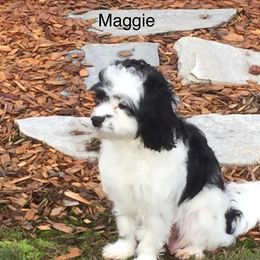 Maggie - Cavapoo