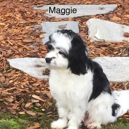 Maggie - Cavapoo