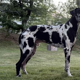 Kai - Great Dane