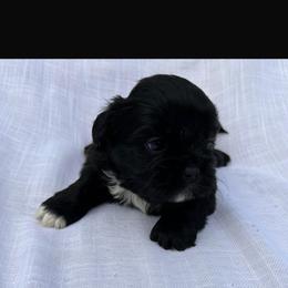 Puppy3 - Black and white male Shih Tzu puppy in Downey, California from Cali shih tzu