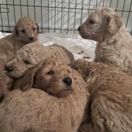 Goldendoodle and Poodle Puppies from Still Waters Farm