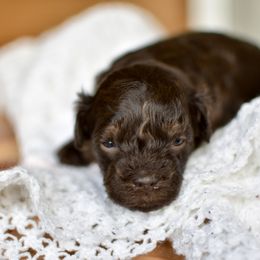 Noelle - Chocolate female Goldendoodle puppy in Berlin, Ohio from Doodle Babys
