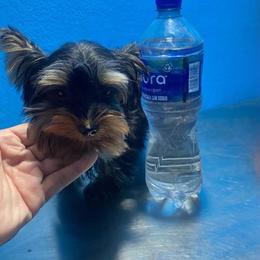 Tiny Girl - Black and gold female Yorkshire Terrier puppy in Stanton, California from Essence of Grace Yorkies
