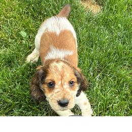 Freddy - Liver white and tan male English Springer Spaniel puppy in Coeur D'alene, Idaho from Springer Hollow