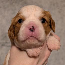 Monkey - Blenheim male Cavalier King Charles Spaniel puppy in Stilwell, Oklahoma from Love Bug Cavaliers