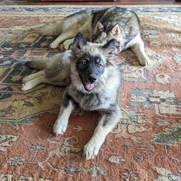 German Shepherd and Siberian Husky Puppies from Rose Trail Siberian’s