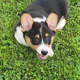Stella - Black and tan female American Corgi puppy in Walker, Iowa from Double K Corgis