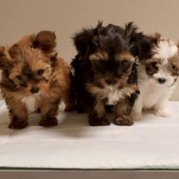Yorkshire Terriers from Lapp Parti