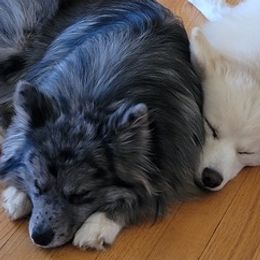 Companion Crosses from Limited Edition Pomskies