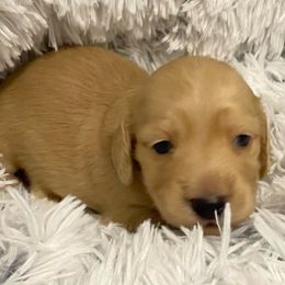 Boy 3 - Cream Dachshund puppy in Vanceburg, Kentucky from Faith Ann's Dachshunds