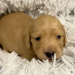 Boy 3 - Cream Dachshund puppy in Vanceburg, Kentucky from Faith Ann's Dachshunds