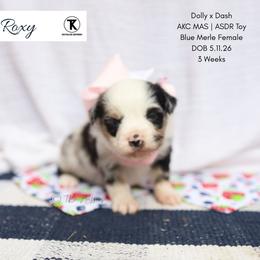 Roxy -BMF1 - Blue merle female Toy Australian Shepherd puppy in Nacogdoches, Texas from TK Standard, Mini, & Toy Aussies