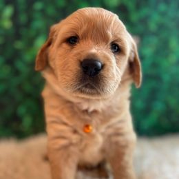Golden Retriever Puppies from Renko Kennel