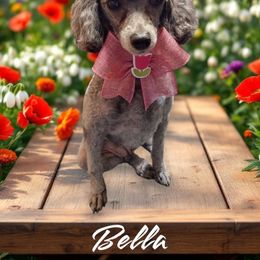 Bella - Poodle