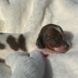 Ckc shaded red dapple piebald - Piebald female Dachshund puppy in Anderson, California from Golden Paws Dachshunds