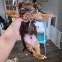 Ckc Chocolate Boy - Chocolate, tan and white male Yorkshire Terrier puppy in Lakeland, Florida from You Me & The Yorkies