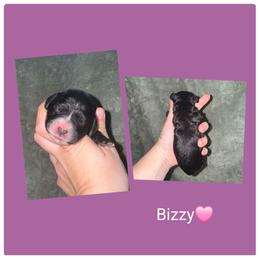 Bizzy - Black and white female Springerdoodle puppy in Freeland, Michigan from McNally's Springer Spaniels