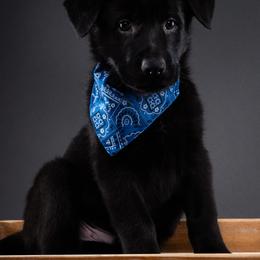 German Shepherd Puppies from Barenstadt Kennels
