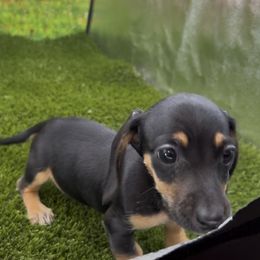 Black and Tan Smooth Female - Black and tan female Dachshund puppy in Killeen, Texas from Southern Dachshunds