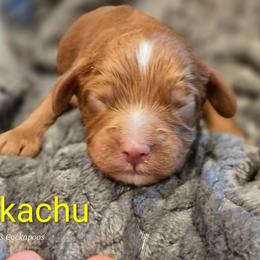 Pikachu - Red male Cockapoo puppy in Perry, Arkansas from Parker's Cockapoos