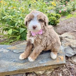 Sunny - female Australian Mountain Doodle puppy in Tryon, North Carolina from Melrose Mountain Farm