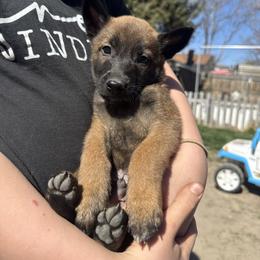 Black - Fawn sable male Belgian Malinois puppy in Boise, Idaho from Wings of Freedom Retrievers and Malinois