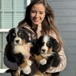 Bernese Mountain Dog Puppies from Faith’s Bernese