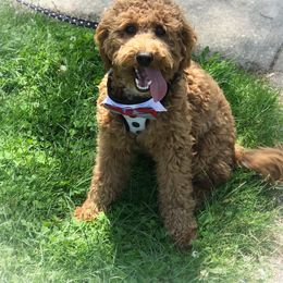 Arthur - Goldendoodle