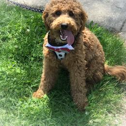 Arthur - Goldendoodle