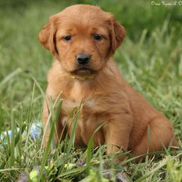 Eve's Lime Green Girl - Dark golden female Golden Retriever puppy in Idaho Falls, Idaho from Once Upon A Dream Kennels