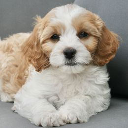Cavapoo and Goldendoodle Puppies from Magic Valley Family Doodles