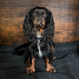 Zion - Cavalier King Charles Spaniel