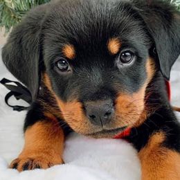 Belgian Malinois, Black Russian Terriers, Dutch Shepherds, Poodles, and Rottweilers from Louisov Kennel