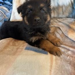 Scooby - Black and tan male German Shepherd puppy in Jennings, Kansas from Lost Creek German Shepherds LLC