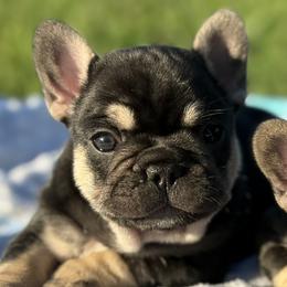 French Bulldog Puppies from Cassie’s Frenchie Palace