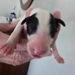 White Black Mask Female - White female Borzoi puppy in Wichita, Kansas from Kaos Kennel