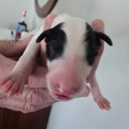 White Black Mask Female - White female Borzoi puppy in Wichita, Kansas from Kaos Kennel