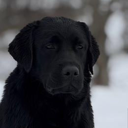 Scar - Black female Labrador Retriever puppy in Montville, New Jersey from Otter Labradors