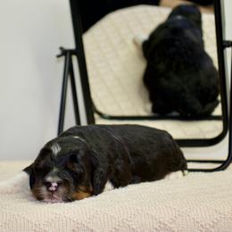 Bashful - male Australian Mountain Doodle puppy in Decatur, Illinois from Signature Doodles