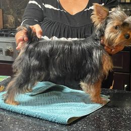 Willow - Yorkshire Terrier