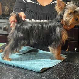 Willow - Yorkshire Terrier