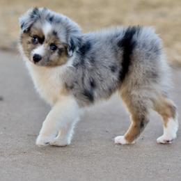 Liberty - Blue merle female Toy Australian Shepherd puppy in Wichita Falls, Texas from Shooting Stars Ranch Toy and Mini Aussies