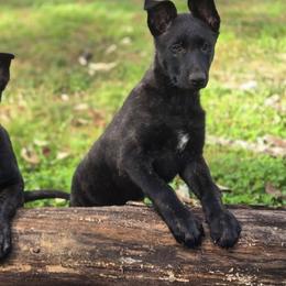 Medium Pink Collar Female - Gold brindle female Dutch Shepherd puppy in Dallas, Georgia from Bluestone Creek Dutch Shepherds