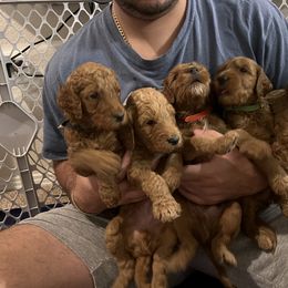 Goldendoodle Puppies from GG's Doodles