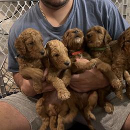Goldendoodle Puppies from GG's Doodles